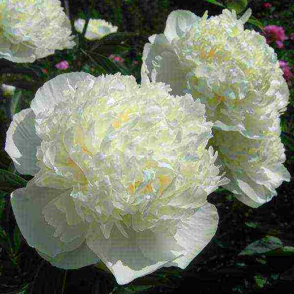 the best varieties of terry peonies