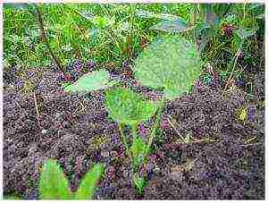 the best varieties of perennial mallow