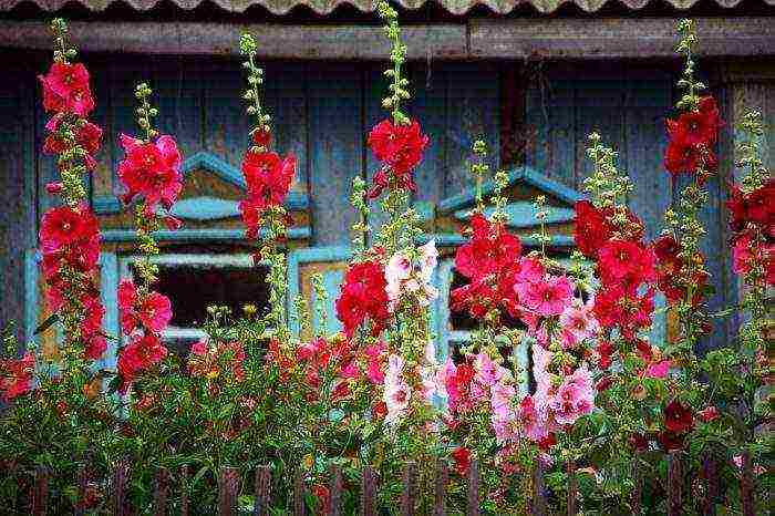 the best varieties of perennial mallow