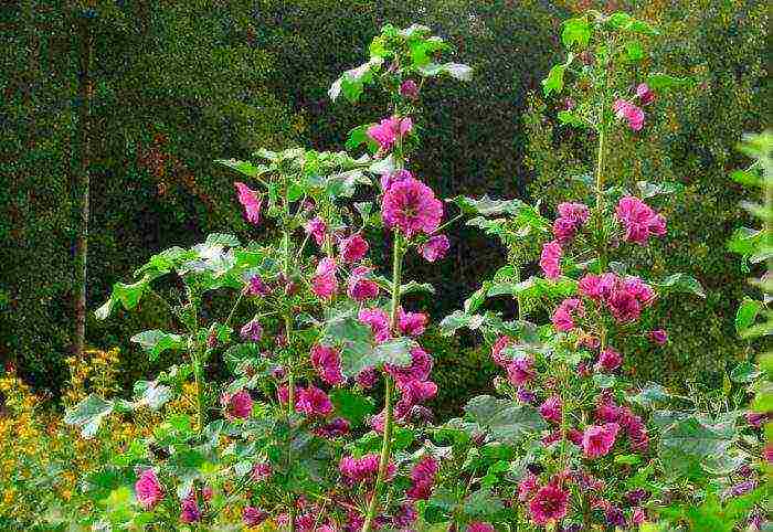 the best varieties of perennial mallow