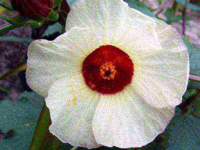 the best varieties of perennial mallow