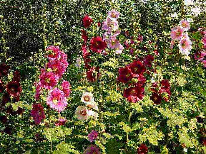 the best varieties of perennial mallow