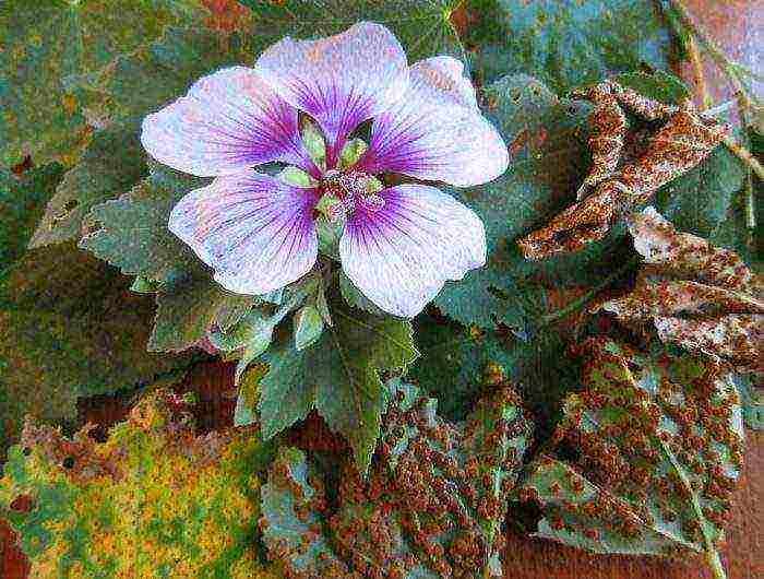 the best varieties of perennial mallow