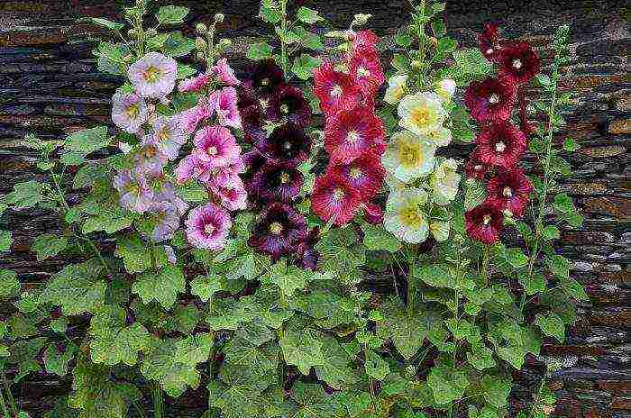 the best varieties of perennial mallow