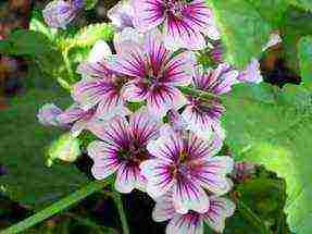 the best varieties of perennial mallow