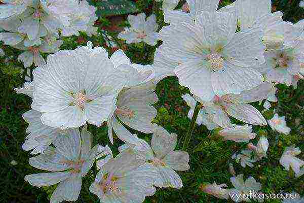 the best varieties of perennial mallow