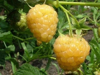 the best varieties of raspberry kirov