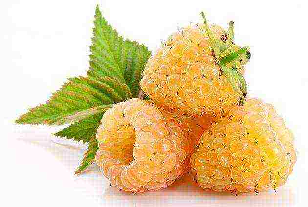 the best varieties of raspberry kirov