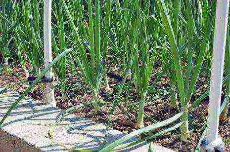 the best varieties of perennial onions