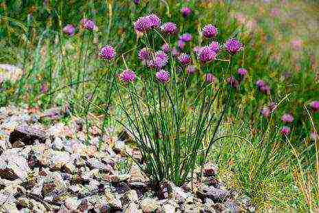 the best varieties of perennial onions