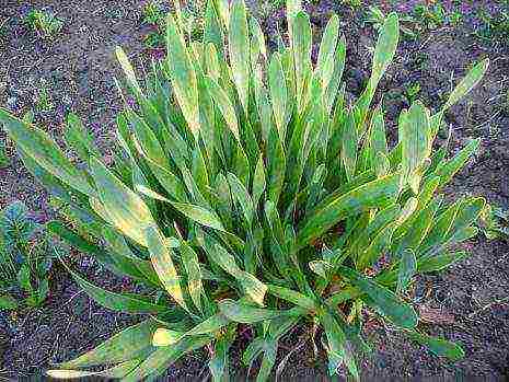 the best varieties of perennial onions