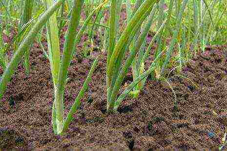 the best varieties of perennial onions