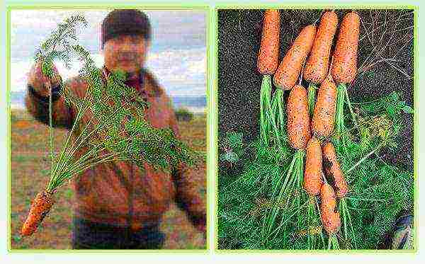 the best varieties of abaco carrots