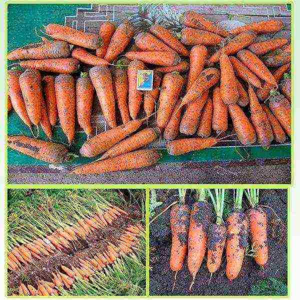 the best varieties of abaco carrots