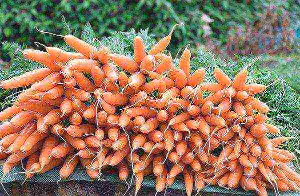 ang pinakamahusay na mga varieties ng abaco carrots