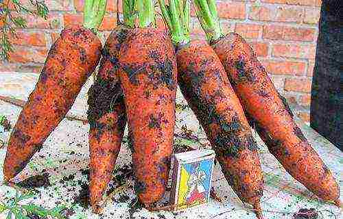 the best varieties of abaco carrots