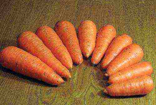 the best varieties of abaco carrots