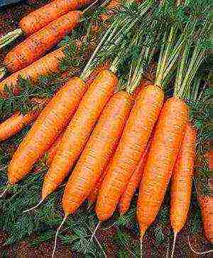 the best varieties of abaco carrots