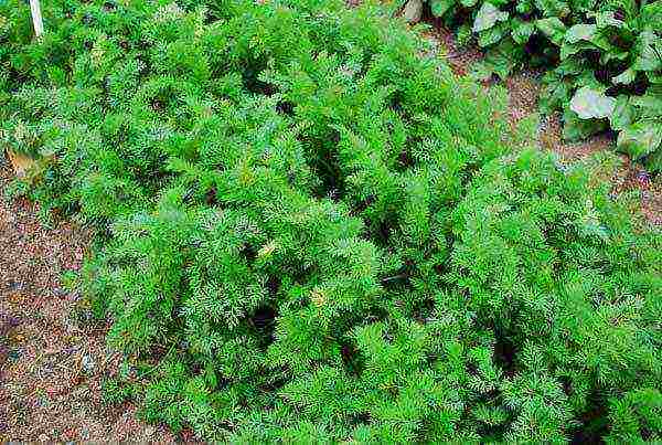 the best varieties of abaco carrots