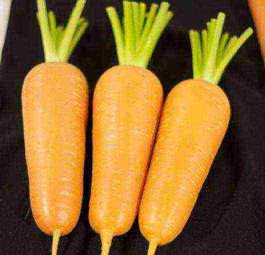 the best varieties of abaco carrots