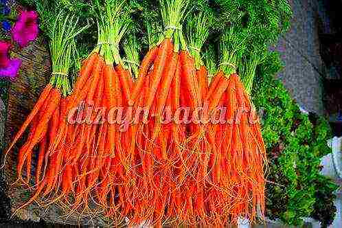 ang pinakamahusay na mga varieties ng abaco carrots