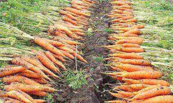 the best varieties of carrots for the Urals