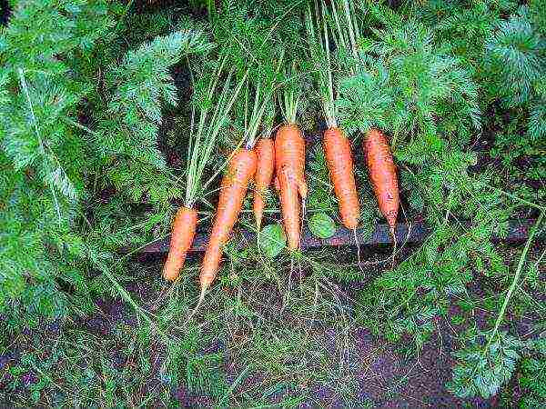 the best varieties of carrots for the Urals