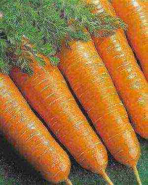 the best varieties of carrots for the Urals