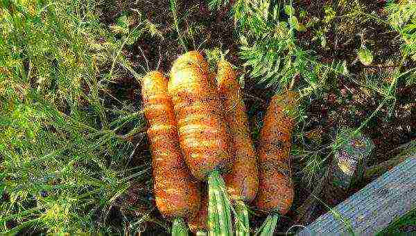 the best varieties of early carrots