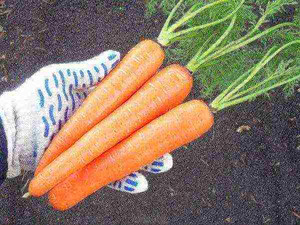 the best varieties of early carrots