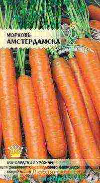 the best varieties of early carrots