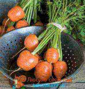 the best varieties of early carrots