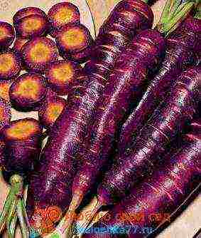 the best varieties of early carrots