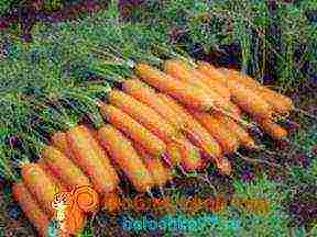 the best varieties of early carrots