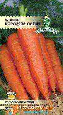 the best varieties of early carrots