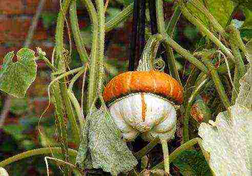 ang pinakamahusay na pagkakaiba-iba ng butternut squash