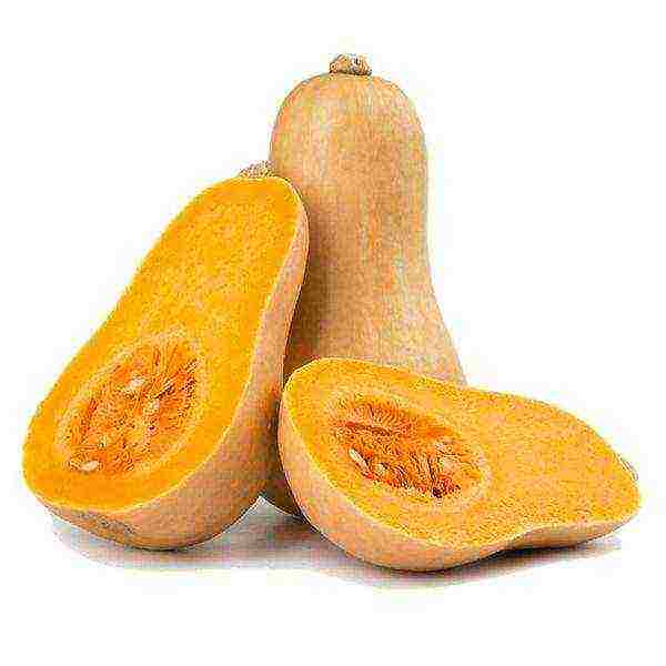 ang pinakamahusay na pagkakaiba-iba ng butternut squash