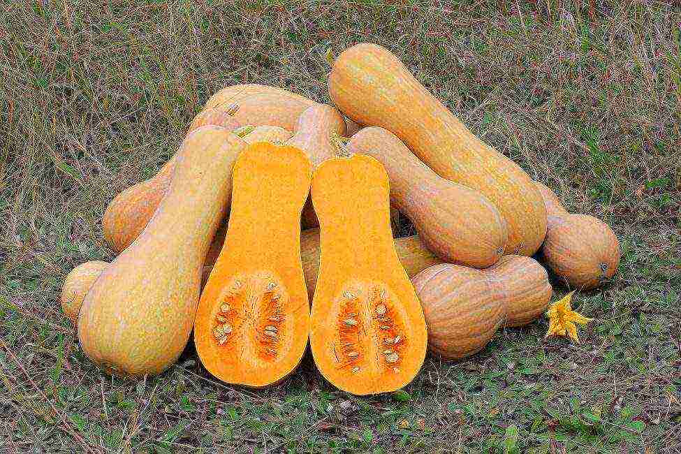 ang pinakamahusay na pagkakaiba-iba ng butternut squash