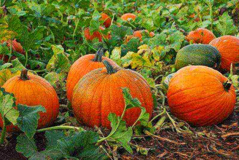 ang pinakamahusay na pagkakaiba-iba ng butternut squash