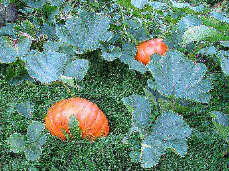 the best varieties of butternut squash