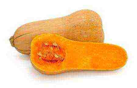 ang pinakamahusay na pagkakaiba-iba ng butternut squash