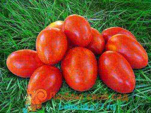 the best varieties of medium-sized tomatoes