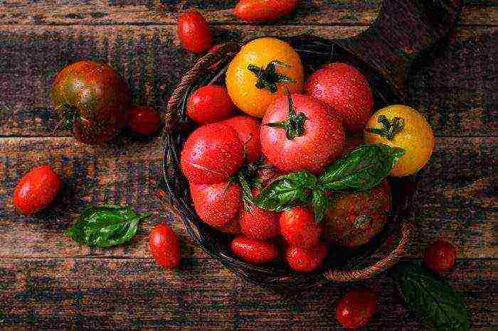 the best varieties of medium-sized tomatoes