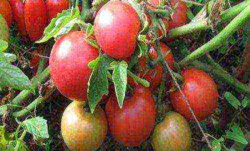 the best varieties of unsaturated tomatoes