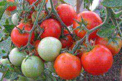 the best varieties of unsaturated tomatoes