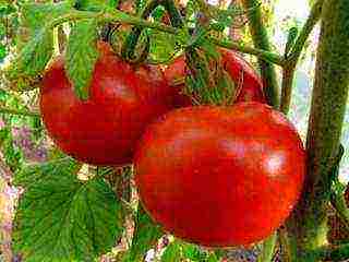 the best varieties of unsaturated tomatoes