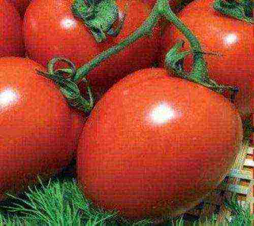 the best varieties of unsaturated tomatoes