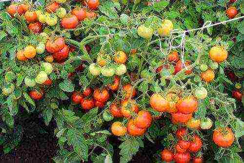 the best varieties of unsaturated tomatoes