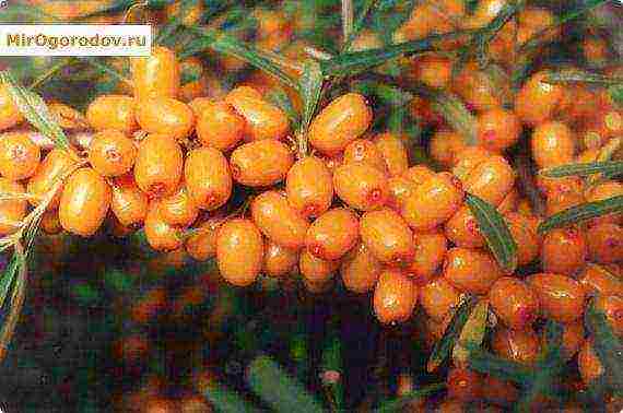 ang pinakamahusay na pagkakaiba-iba ng sea buckthorn thornless