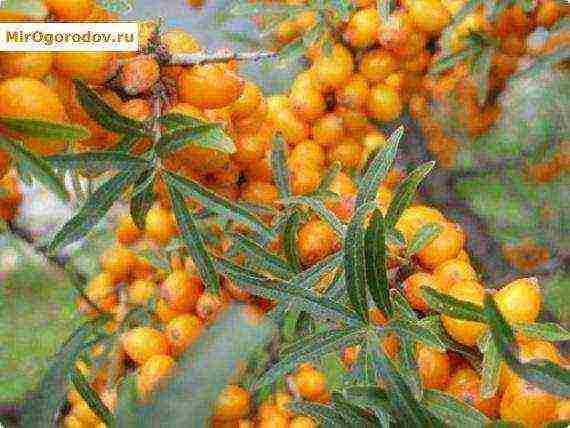 ang pinakamahusay na pagkakaiba-iba ng sea buckthorn thornless